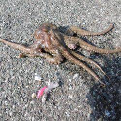 久しぶりのキロアップ